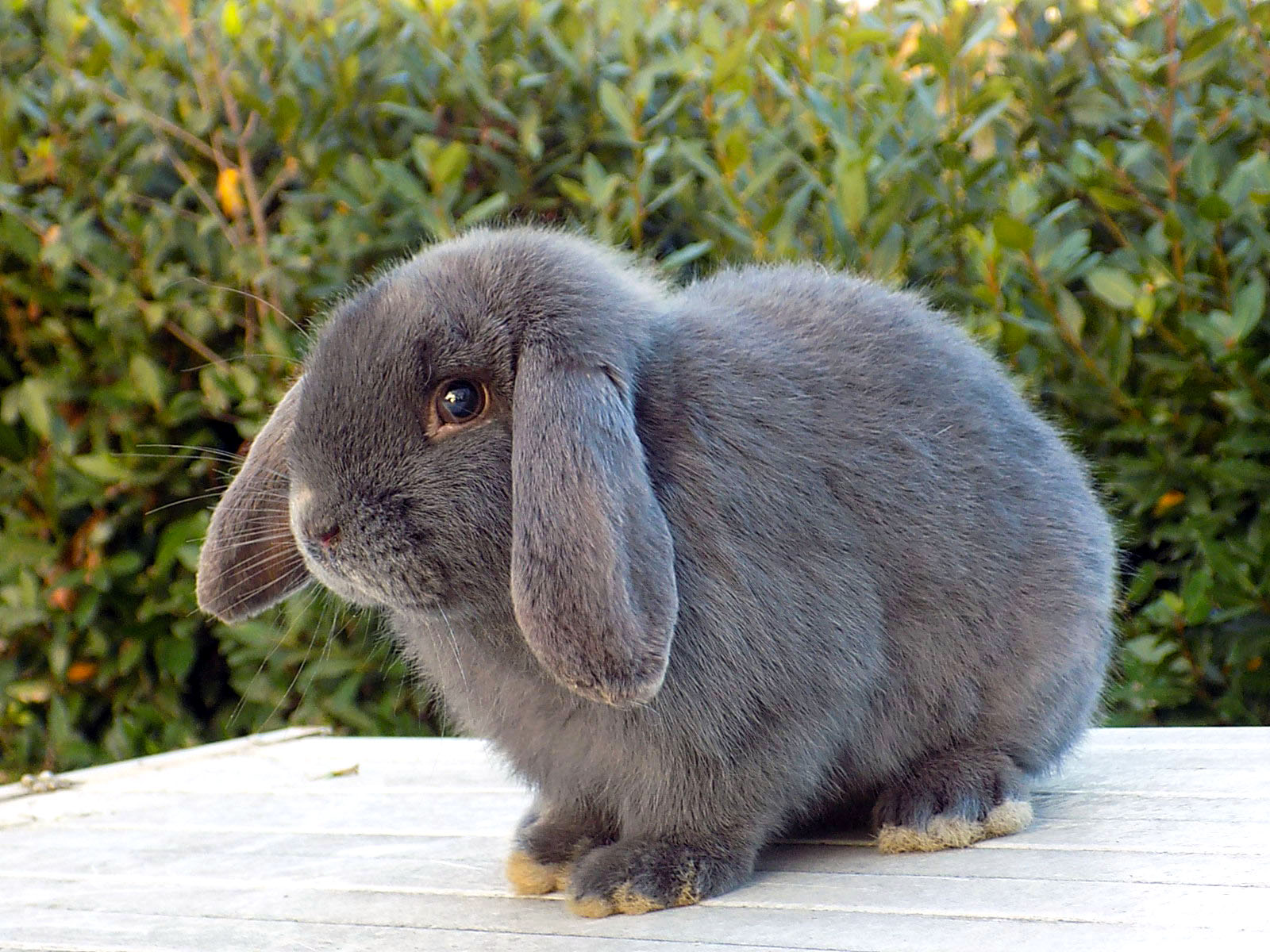 Coniglio ariete nano: alimentazione, carattere e prezzo